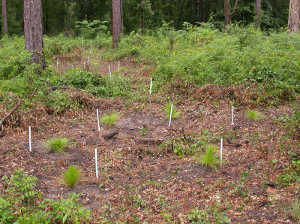 Cape Fear Timber Company Reforestation